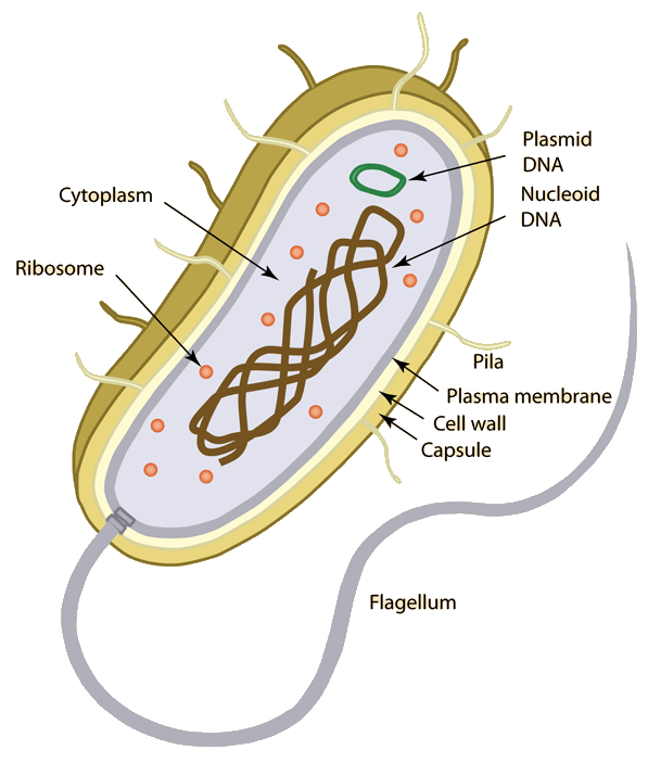 prokaryotic-cells